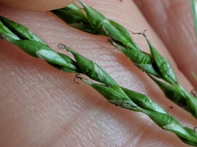 Carex debilis, photographed by Matt Schultz