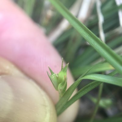 Carex jamesii, photographed by Summit Metro Parks