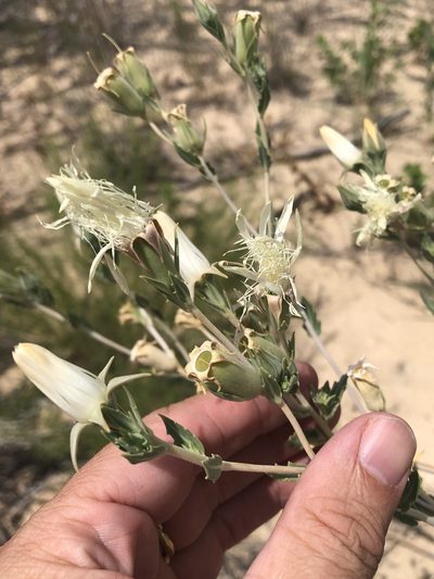 Mentzelia strictissima, photographed by Sam Kieschnick