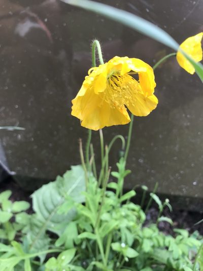 Oreomecon nudicaulis, photographed by Caleb Catto