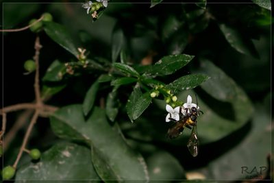 Galianthe brasiliensis, photographed by RAP