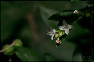 Galianthe brasiliensis, photographed by RAP