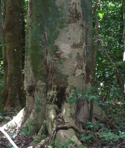 Jupunba adenophora, photographed by Eduardo Chacón Madrigal