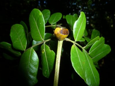 Jupunba adenophora, photographed by Eduardo Chacón Madrigal