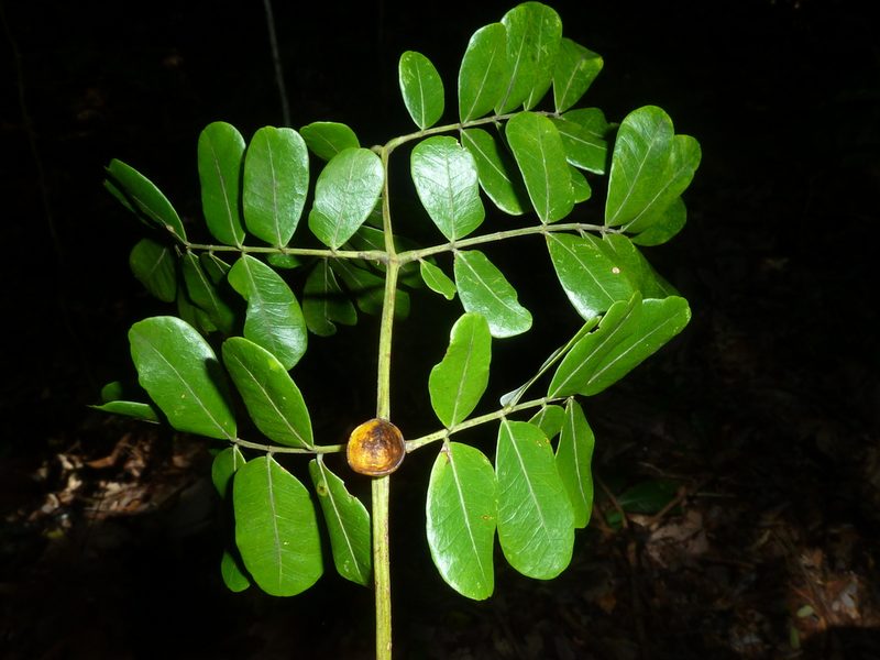 Jupunba adenophora, photographed by Eduardo Chacón Madrigal