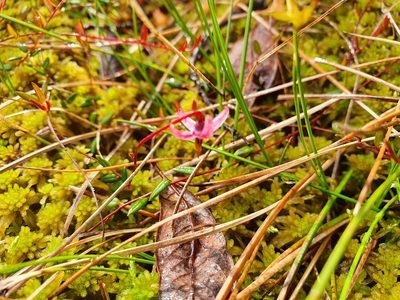 Vaccinium microcarpum, photographed by Michael D. Pirie