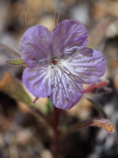 Phacelia exilis, photographed by Nina House