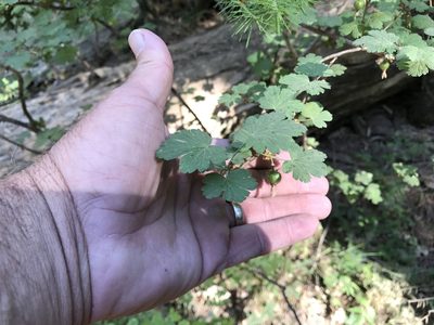 Ribes pinetorum, photographed by CK2AZ