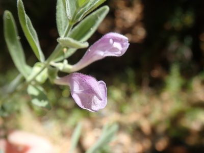 Scutellaria siphocampyloides, photographed by joergmlpts