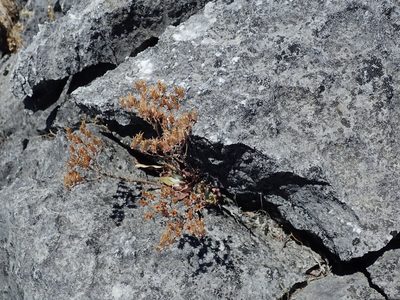 Dudleya abramsii, photographed by joergmlpts