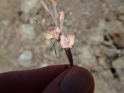 Stephanomeria virgata, photographed by joergmlpts