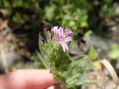 Epilobium densiflorum, photographed by joergmlpts