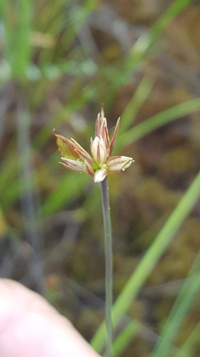 Juncus stygius, photographed by Norma Malinowski