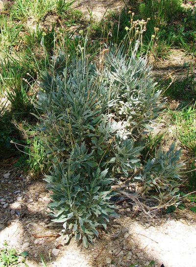 Parthenium argentatum, photographed by johnyochum
