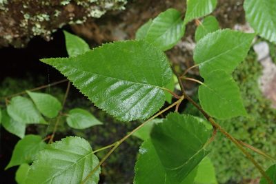 Betula cordifolia, photographed by Rob Foster