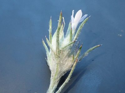 Eriastrum wilcoxii, photographed by Nolan Exe
