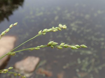 Glyceria canadensis, photographed by Rob Foster