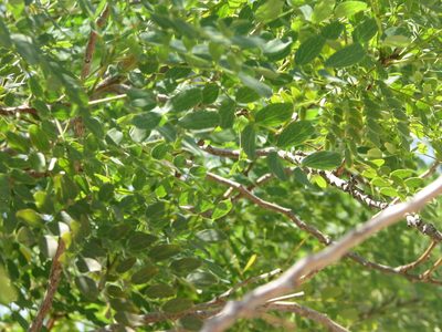 Leucaena retusa, photographed by johnyochum