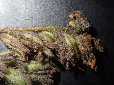 Phacelia glandulifera, photographed by Nolan Exe