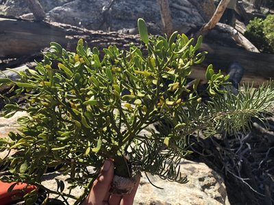 Phoradendron pauciflorum, photographed by Nina House