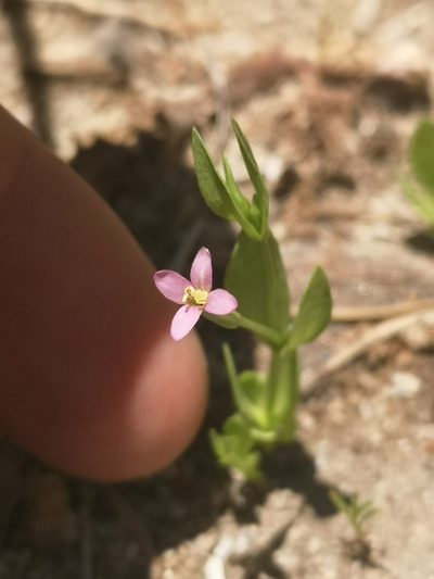 Zeltnera exaltata, photographed by Jordan Zylstra
