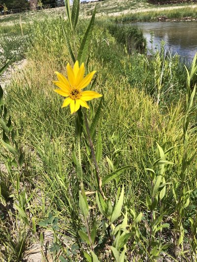 Helianthus nuttallii, photographed by Jess Mullins