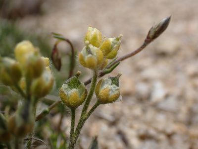 Draba densifolia, photographed by Martin Purdy