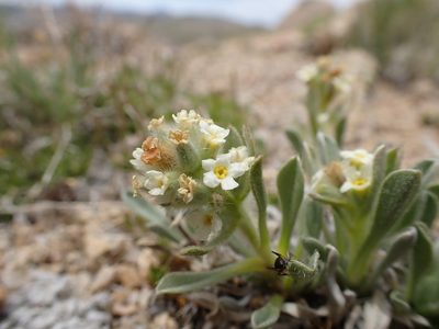 Oreocarya humilis, photographed by Martin Purdy