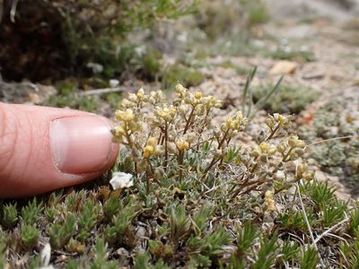 Draba oligosperma, photographed by Martin Purdy