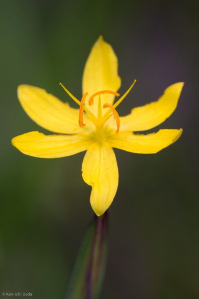 Sisyrinchium elmeri, photographed by Ken-ichi Ueda