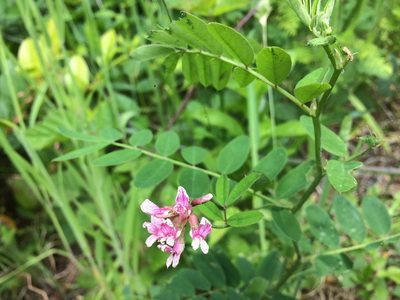 Hosackia rosea, photographed by B. Phalan