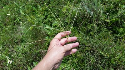 Digitaria ciliaris, photographed by Jay Horn