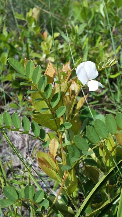 Tephrosia rugelii, photographed by Jay Horn