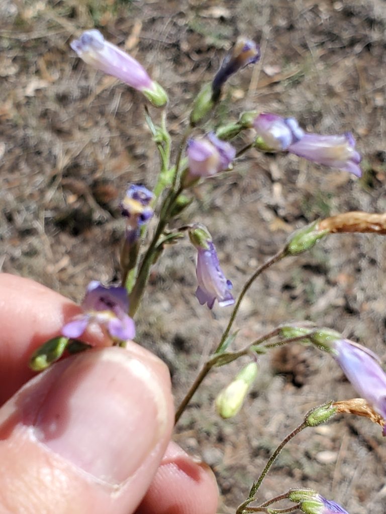 Penstemon griffinii, photographed by Craig Martin