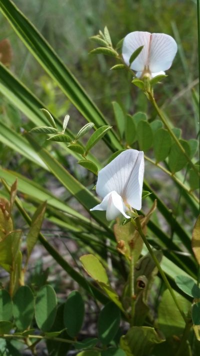 Tephrosia rugelii, photographed by Jay Horn