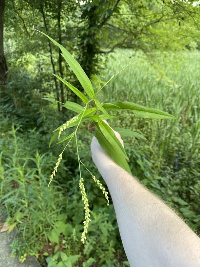 Persicaria setacea, photographed by Emily Summerbell