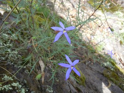 Lithotoma axillaris, photographed by Nathan Odgers