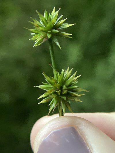 Juncus validus, photographed by Emily Summerbell