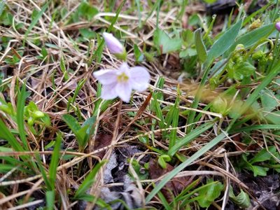 Claytonia sarmentosa, photographed by Syd Cannings