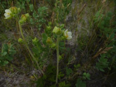 Drymocallis arguta, photographed by Eric Lamb