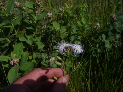 Lactuca oblongifolia, photographed by Eric Lamb
