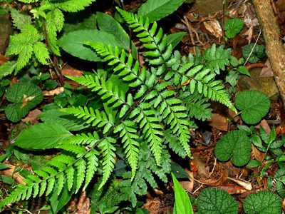 Athyrium arisanense, photographed by Jacy Chen