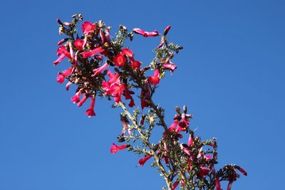 Cantua buxifolia, photographed by capacoscar