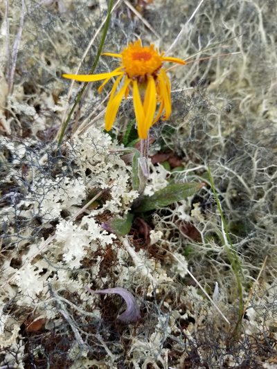 Tephroseris lindstroemii, photographed by Syd Cannings