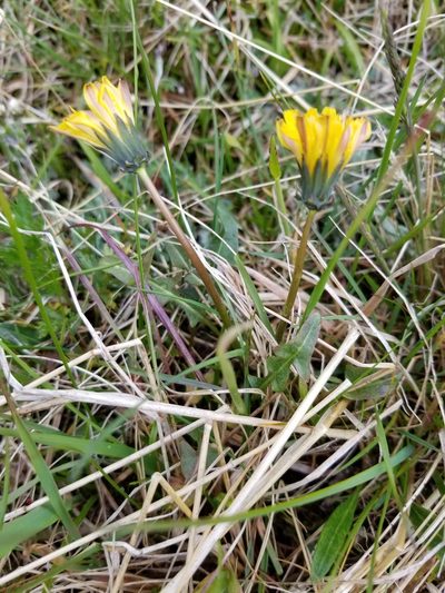 Taraxacum alaskanum, photographed by Syd Cannings