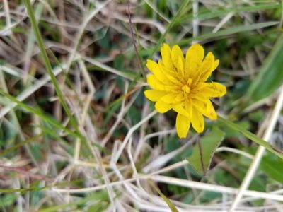 Taraxacum alaskanum, photographed by Syd Cannings