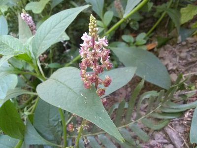 Phytolacca rugosa, photographed by P Holroyd