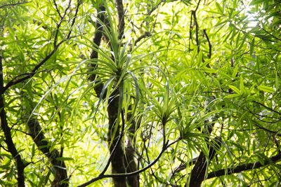 Dracophyllum latifolium, photographed by M Rutherford