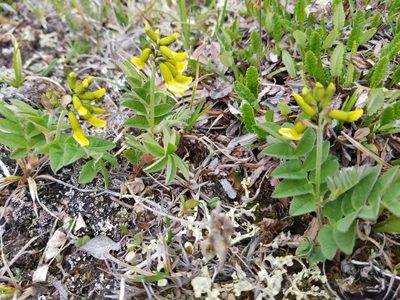 Astragalus umbellatus, photographed by Syd Cannings