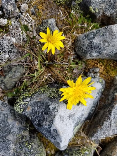 Taraxacum alaskanum, photographed by Syd Cannings